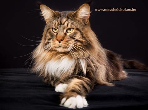 Maine Coon macska fekszik egy kanapén