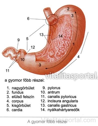 A gyomor anatómiája és a rákos elváltozások helye