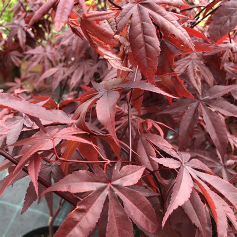 Acer palmatum Paprika őszi lombszíneződés