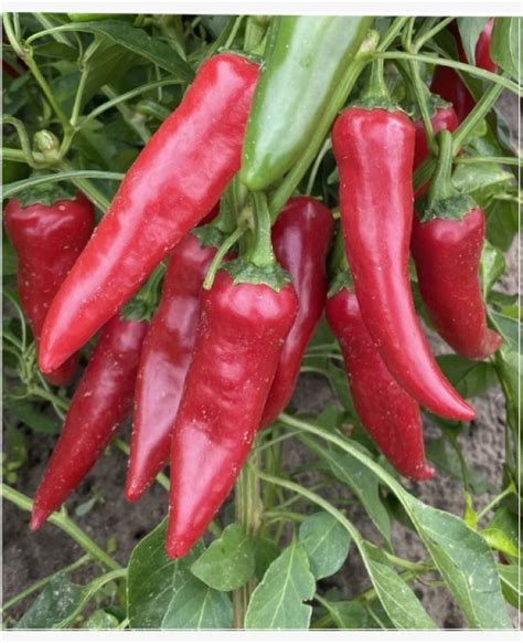 A fűszerpaprika növény és termése
