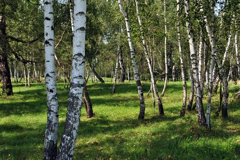 Rétyi Nyír tájképe