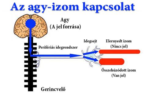 Agy és anyagcsere kapcsolat