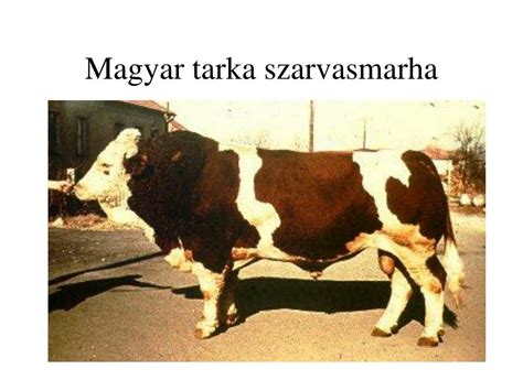 Grafikon a magyar szarvasmarha állomány megoszlásáról fajták szerint