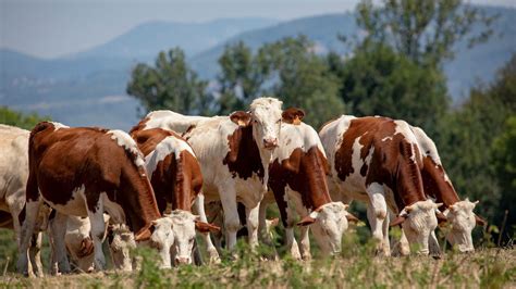 Szarvasmarha fejőgéppel, mellette egy húsipari minősítést mutató tábla