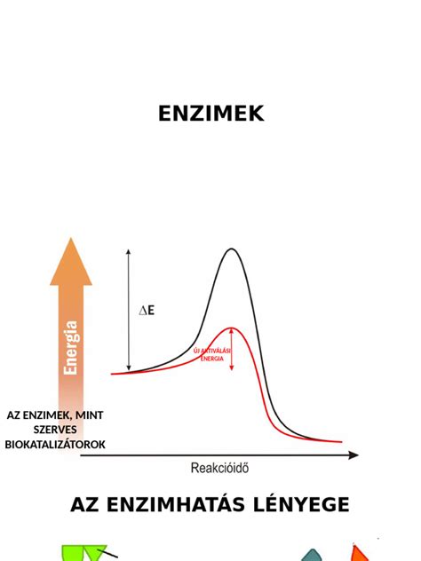 sajtkészítési folyamat és enzimek