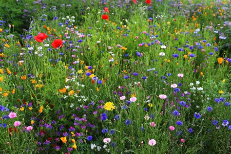 Változatos virágos rét egy biokertben