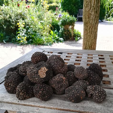 Trüffel készítésének lépései
