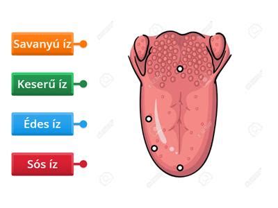 Emberi nyelv ízérzékelő receptorokkal