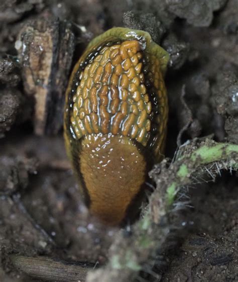 Arion flagellus csiga illusztrációja