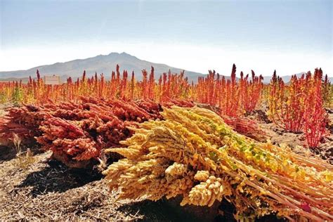 Quinoa növény