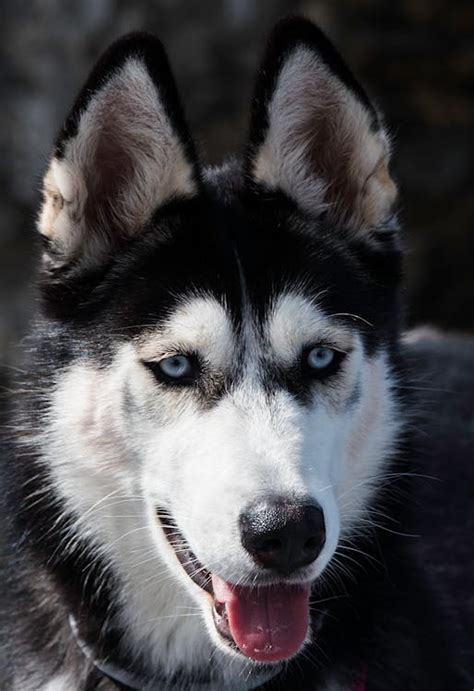 Szibériai husky portré