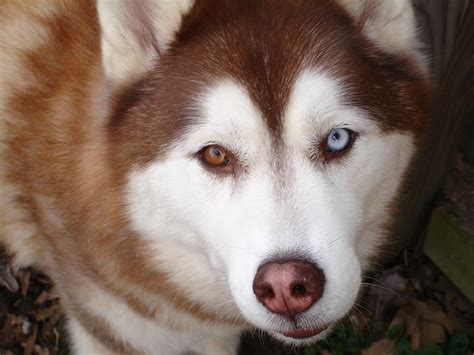 Husky szemek