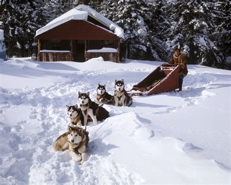 Husky fut a hóban