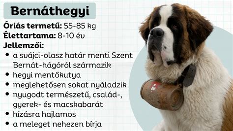 Bernáthegyi a hóban