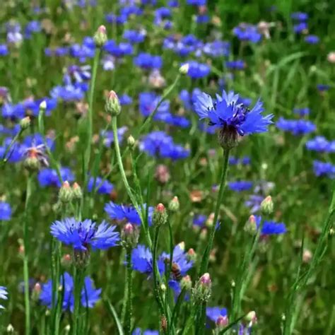Búzavirág (Cornflower)