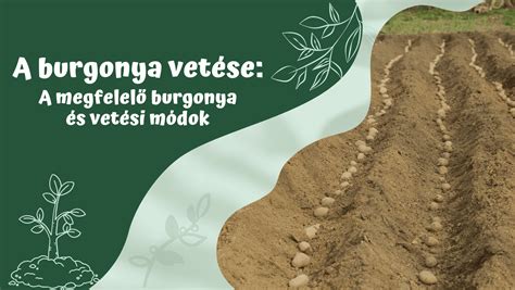 Burgonya felhasználási módok infografika