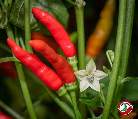 Piri-piri tárolási útmutató