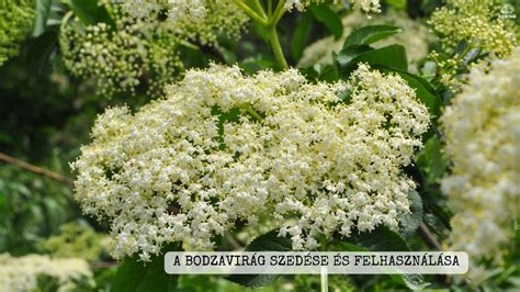bodzavirág mezőn