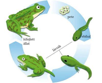 béka fejlődési ciklus