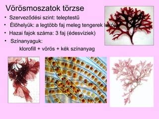 Vörösmoszatok betakarítása
