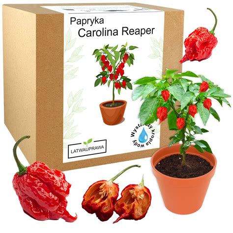 Carolina Reaper chili paprika