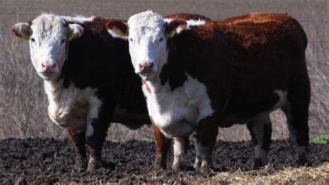 Hereford marha története és elterjedése infografika