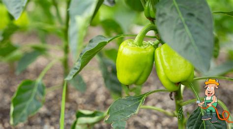 Paprika palánta fejlődése