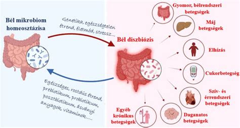 Bélflóra egyensúly ábra