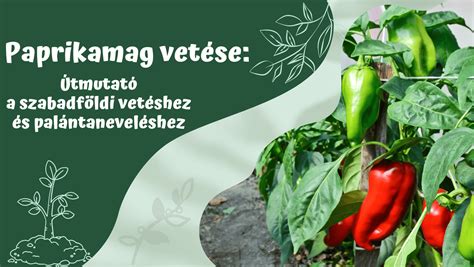 paprika palántanevelés stádiumai