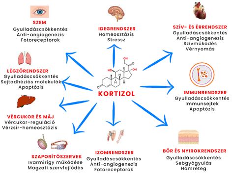 A kortizol szint és a koncentráció összefüggése