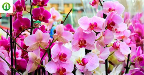 Virágzó orchidea