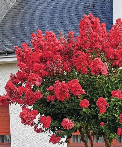 Selyemvirágfa (Lagerstroemia)