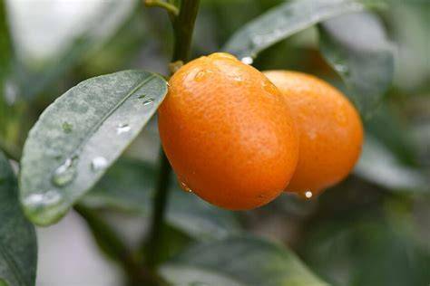 Kumquat gyümölcsök és levelek