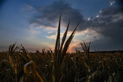 kukoricaföld naplementekor
