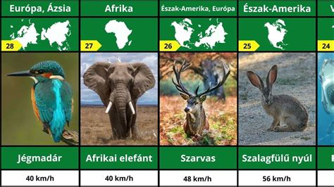 Lassú állatok és sebességük összehasonlítása