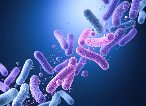 Bacillus cereus baktérium illusztráció