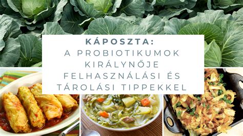 Káposzta tárolási körülményeit szemléltető diagram