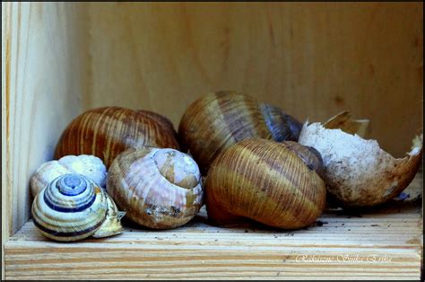 Gastropoda csiga és ammonit összehasonlítása