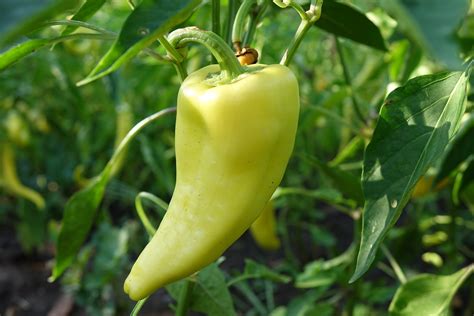 A magyar paprika termesztése és feldolgozása