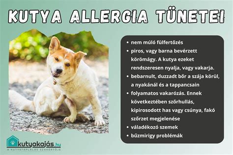 Allergia tünetei