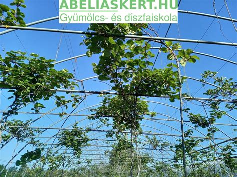 gyümölcs termesztés Magyarország