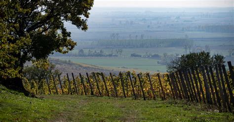 Tokaj-hegyaljai táj szőlőültetvényekkel