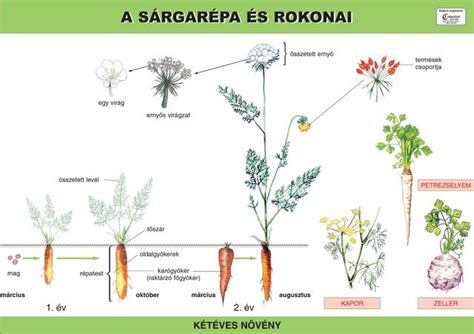 A sárgarépa színváltozatainak fejlődése