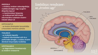 agy jutalmazási rendszere