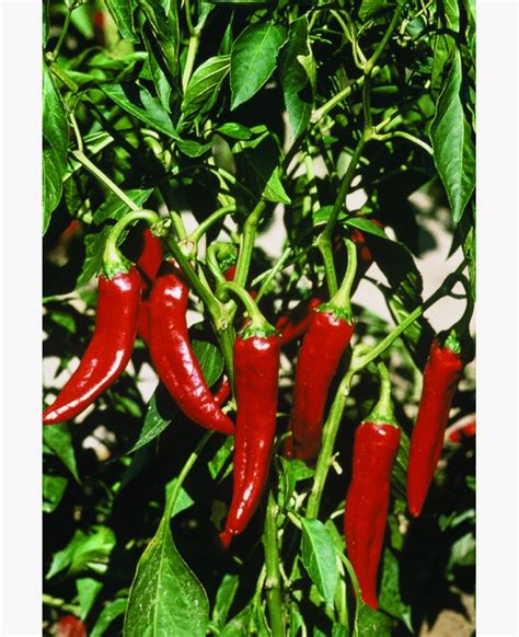 Fűszerpaprika és paradicsom