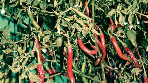 Paprika növény egészséges és hiánytüneteket mutató levelekkel