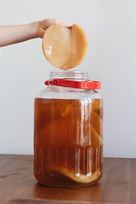 kombucha SCOBY közelről