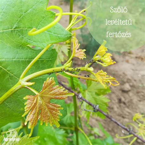 Botritisz fertőzés a szőlőn