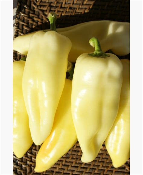 különböző sárga paprika fajták
