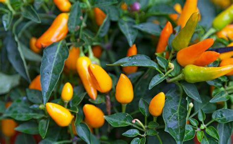 Aji Amarillo paprika termés a növényen